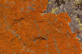 Caloplaca texana image