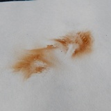 Pleuroflammula subsulphurea image