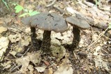 Neohygrocybe subovina image