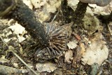 Neohygrocybe subovina image