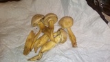 Gymnopilus luteus image