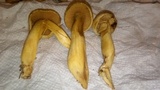 Gymnopilus luteus image