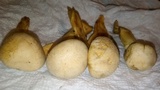 Gymnopilus luteus image