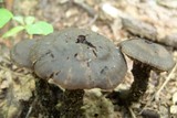 Neohygrocybe subovina image