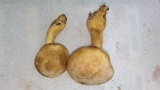 Gymnopilus luteus image