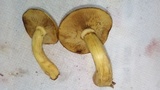 Gymnopilus luteus image