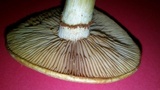 Gymnopilus luteus image