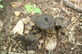 Neohygrocybe subovina image
