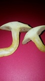 Gymnopilus luteus image