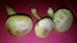 Gymnopilus luteus image