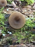 Arrhenia epichysium image
