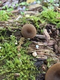 Arrhenia epichysium image