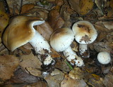 Hygrophorus roseobrunneus image