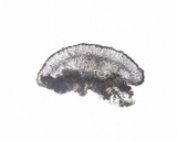 Micarea micrococca image