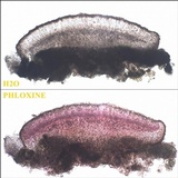 Micarea micrococca image