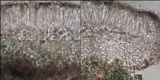 Micarea micrococca image