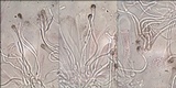 Micarea micrococca image