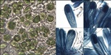 Micarea micrococca image