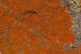 Caloplaca texana image