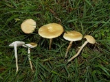 Agrocybe dura image