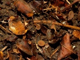 Ciboria rufofusca image