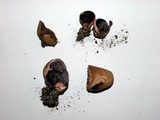 Scleroderma laeve image