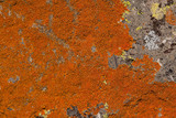 Caloplaca texana image