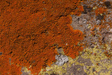 Caloplaca texana image