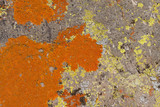 Caloplaca texana image