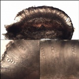 Lecidella elaeochroma f. elaeochroma image