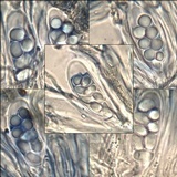 Lecidella elaeochroma f. elaeochroma image