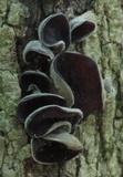 Auricularia angiospermarum image