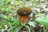 Boletus luridus image