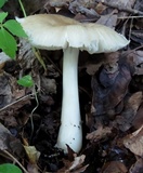 Megacollybia rodmanii image