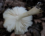 Megacollybia rodmanii image