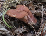 Lactarius subpurpureus image