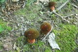 Boletus luridus image