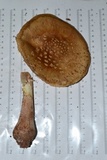 Amanita rubescens var. rubescens image