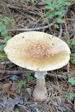Amanita rubescens var. rubescens image