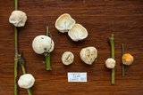 Ascopolyporus polychrous image
