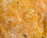 Ascopolyporus polychrous image