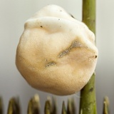 Ascopolyporus polychrous image