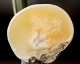 Ascopolyporus polychrous image