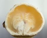Ascopolyporus polychrous image