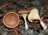 Clitocybe gibba image