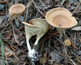 Clitocybe gibba image