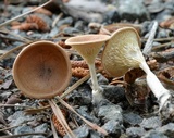 Clitocybe gibba image
