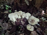 Lyophyllum decastes image