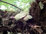 Lyophyllum decastes image