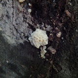 Ductifera pululahuana image